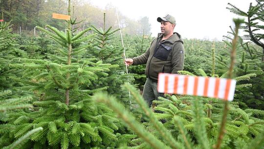 Weihnachtsbäume vor der Saison Weihnachtsbäume vor der Saison