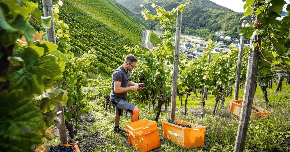 Pinot Noir from Dernau: Wine from the Ahr Valley Named German Red Wine of ...