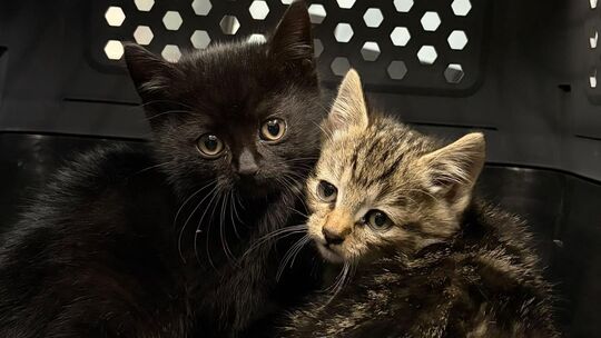 Die beiden Katzenbabys „Eva“ und „Julian“ hatten sich auf der B41 bei der Abfahrt Sponheim aufgehalten, bevor sie die Polizei na