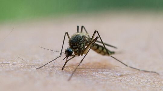 West-Nil-Virus: Sieben Menschen in Deutschland angesteckt West-Nil-Virus: Sieben Menschen in Deutschland angesteckt