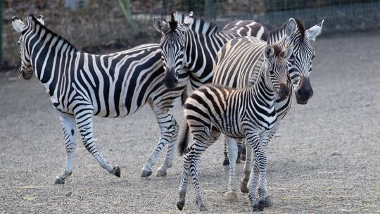 Eine Zebraherde in vollem Galopp – so ungefähr fühlt es sich an, wenn der Kater unserer Autorin nachts durch die Wohnung prescht