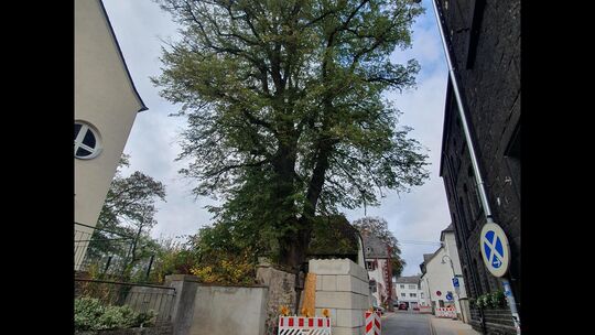 Um die uralte Winterlinde wird seit drei Jahren in Mendig gestritten. Hat sie eine Perspektive? Um die uralte Winterlinde wird seit drei Jahren in Mendig gestritten. Hat sie eine Perspektive?