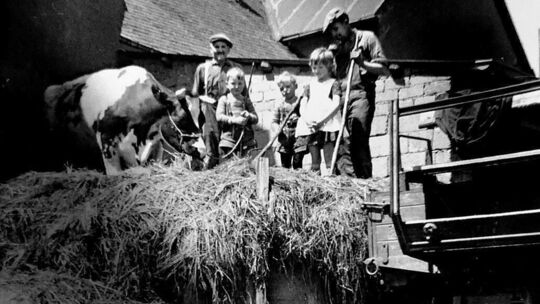 Das Foto zeigt Inge Arenz Onkel Toni mit seinen Enkeln und der Kuh. So wurde in früheren Zeiten Silage für das Winterfutter gema