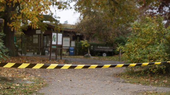 Wolf soll Kind im Wildpark Johannismühle angegriffen haben Wolf soll Kind im Wildpark Johannismühle angegriffen haben
