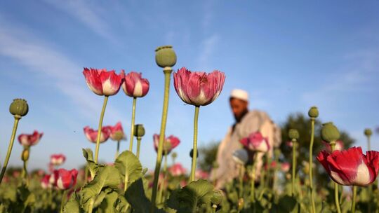 Opiumanbau in Afghanistan Opiumanbau in Afghanistan