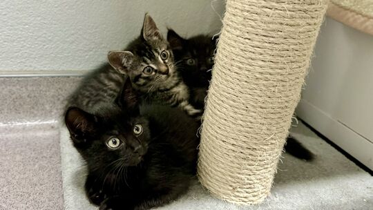 Die Babys von Fundkatze Kalia dürfen Ende November ausziehen. Sie kamen im Tierheim Ransbach-Baumbach zur Welt.