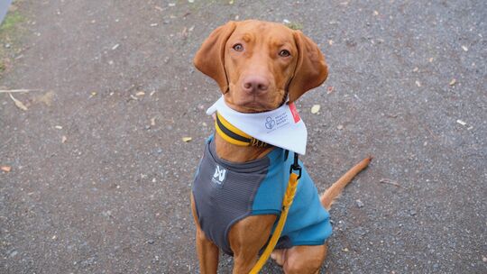 Cian ist ein Magyar Vizsla, die Hunderasse ist auch bekannt als ungarischer Vorstehhund. „Cian macht es sehr viel Spaß, mit Mens