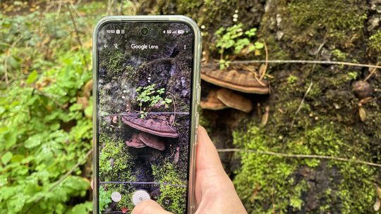 Unsere Zeitung war mit dem Pilzsachverständigen Stefan Elmer im Neuwieder Wald unterwegs und hat getestet, wie gut Apps und Küns Unsere Zeitung war mit dem Pilzsachverständigen Stefan Elmer im Neuwieder Wald unterwegs und hat getestet, wie gut Apps und Küns