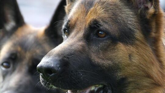 Schäferhunde