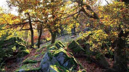 Soonwald